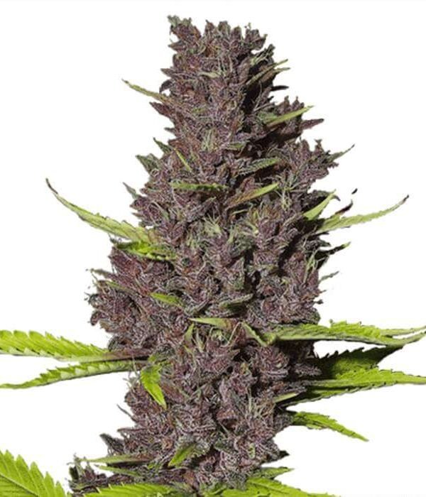 Blue Dream Feminized