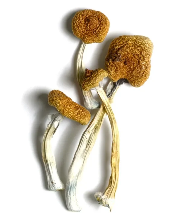 B+ Mushrooms
