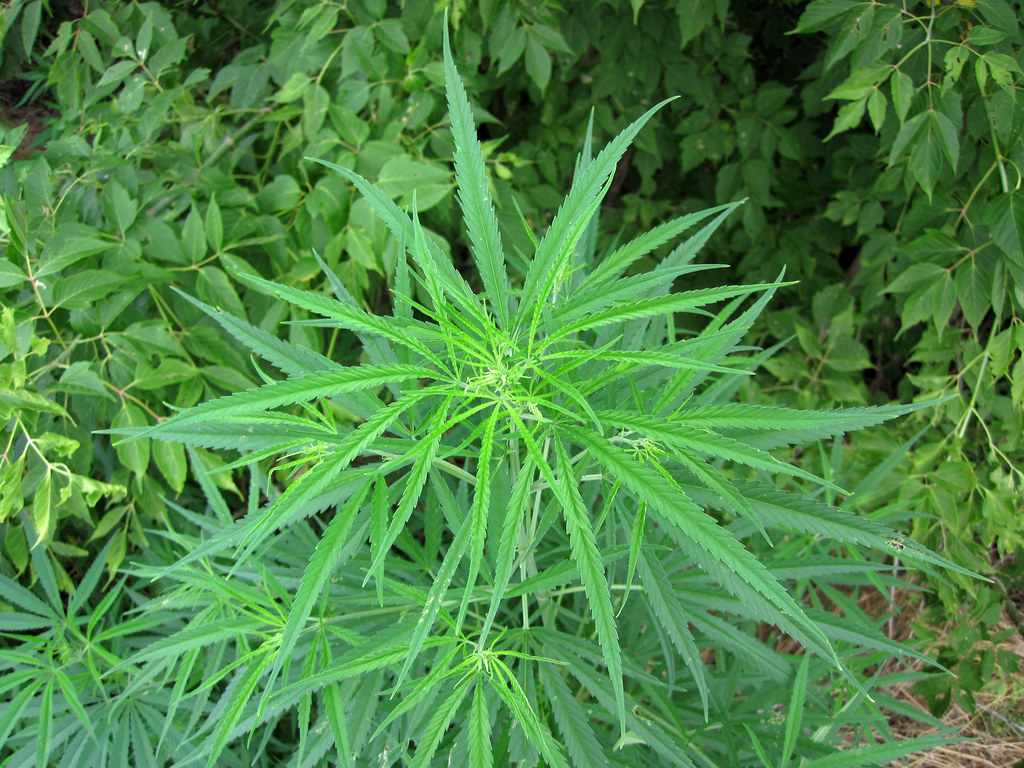 Cannabis plant growing outdoors