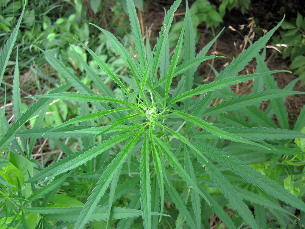 Cannabis plant growing outdoors